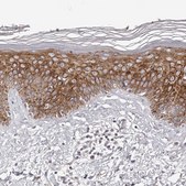 Anti-KCNJ8 antibody produced in rabbit Prestige Antibodies&#174; Powered by Atlas Antibodies, affinity isolated antibody, buffered aqueous glycerol solution