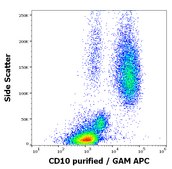 Monoclonal Anti-CD10 antibody produced in mouse clone LT10, purified immunoglobulin, buffered aqueous solution