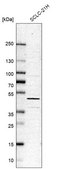 Anti-TARDBP antibody produced in rabbit affinity isolated antibody, buffered aqueous glycerol solution