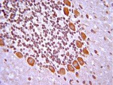 Anti-cAMP Antibody serum, from rabbit