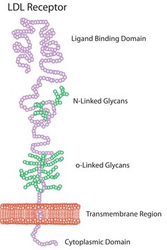 Lipoprotein, low density from human plasma ≥95% (SDS-PAGE), solution