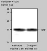 Genopure Plasmid Midi Kit kit of for 20 isolations from 5 to 30 ml