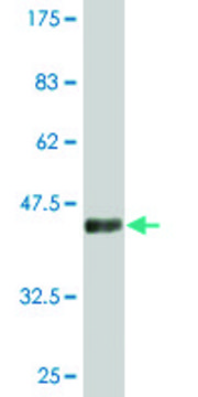 Monoclonal Anti-CDKN2D antibody produced in mouse clone 2E10, purified immunoglobulin, buffered aqueous solution