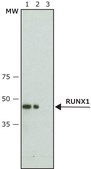 Anti-RUNX1 (N-terminal) antibody produced in rabbit ~1.0&#160;mg/mL, affinity isolated antibody, buffered aqueous solution