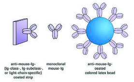 IsoStrip&#8482; Mouse Monoclonal Antibody Isotyping Kit sufficient for 10&#160;tests