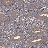 Anti-MMP2 antibody produced in rabbit Prestige Antibodies&#174; Powered by Atlas Antibodies, affinity isolated antibody, buffered aqueous glycerol solution