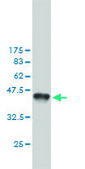 Monoclonal Anti-MSH6 antibody produced in mouse clone 1F2, purified immunoglobulin, buffered aqueous solution