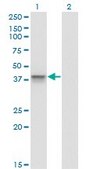 Monoclonal Anti-AURKB antibody produced in mouse clone 6H7, purified immunoglobulin, buffered aqueous solution