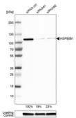 Anti-HSP90B1 antibody produced in rabbit Prestige Antibodies&#174; Powered by Atlas Antibodies, affinity isolated antibody, buffered aqueous glycerol solution