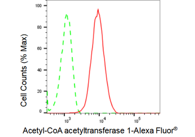 KD-Validated Anti Acetyl-CoA acetyltransferase 1 Antibody, clone 23GB1255, Rabbit Monoclonal clone 23GB1255, recombinant rabbit monoclonal, expressed in HEK293 cells