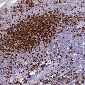 Anti-PAX5 antibody produced in rabbit Prestige Antibodies&#174; Powered by Atlas Antibodies, affinity isolated antibody, buffered aqueous glycerol solution