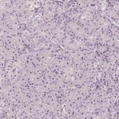 Anti-MAP1A antibody produced in rabbit Prestige Antibodies&#174; Powered by Atlas Antibodies, affinity isolated antibody, buffered aqueous glycerol solution