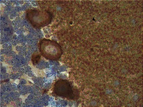 Anti-Slo1 Antibody, clone L6/60 clone L6/60, from mouse