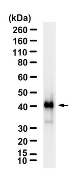 Anti-BNIP3 Antibody, clone 1G21 ZooMAb&#174; Rabbit Monoclonal recombinant, expressed in HEK 293 cells