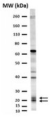 Anti-Prosurfactant Protein C (proSP-C) Antibody serum, Chemicon&#174;