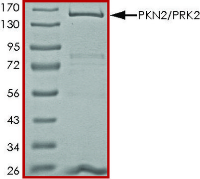 PKN2/PRK2, active, GST tagged human PRECISIO&#174; Kinase, recombinant, expressed in baculovirus infected Sf9 cells, &#8805;70% (SDS-PAGE), buffered aqueous glycerol solution