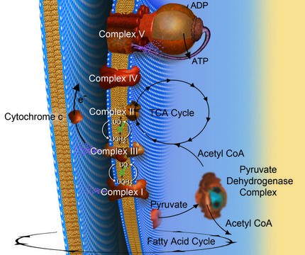 Acetyl coenzyme A trisodium salt ≥93% (HPLC), powder