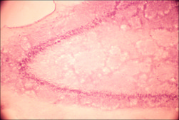Anti-Glutamate Receptor NMDAR1 (NR1) antibody produced in rabbit affinity isolated antibody, buffered aqueous solution
