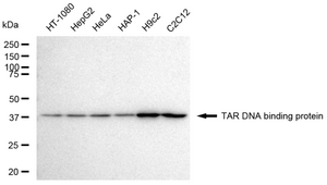 KD-Validated Anti TAR DNA binding protein Antibody, clone 23GB4730, Rabbit Monoclonal clone 23GB4730, recombinant rabbit monoclonal, expressed in HEK293 cells