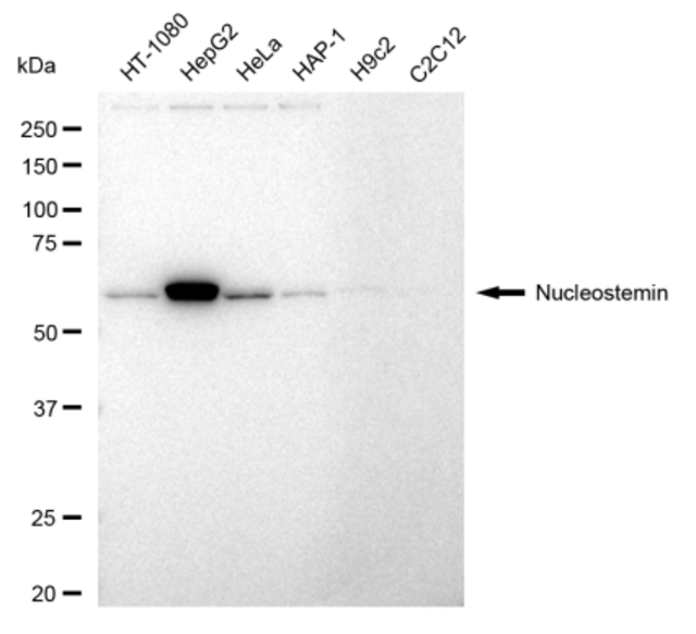 Anti Nucleostemin Antibody, clone 23GB5565, Rabbit Monoclonal clone 23GB5565, recombinant rabbit monoclonal, expressed in HEK293 cells