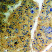 Anti-phospho-TGF &#946; Receptor II (pSer225/250) antibody produced in rabbit affinity isolated antibody