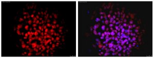 Anti-Nuclei Antibody, clone 235-1, Cy3 conjugate clone 235-1, from mouse, CY3 conjugate