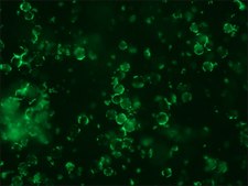 Anti-Mouse IgG (whole molecule)&#8722;FITC antibody produced in rabbit IgG fraction of antiserum, buffered aqueous solution