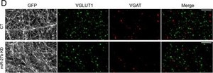 Anti-Vesicular Glutamate Transporter 1 Antibody clone 3C10.2, Chemicon&#174;, from mouse