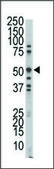 Anti-MOK (C-term) antibody produced in rabbit IgG fraction of antiserum, buffered aqueous solution