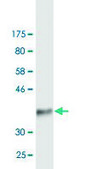 Monoclonal Anti-ITGA4 antibody produced in mouse clone 2G10, purified immunoglobulin, buffered aqueous solution