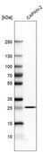 Anti-TNFRSF1A antibody produced in rabbit Prestige Antibodies&#174; Powered by Atlas Antibodies, affinity isolated antibody, buffered aqueous glycerol solution