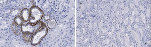 Anti-KRas Antibody, clone 2J13, ZooMAb® Rabbit Monoclonal recombinant, expressed in HEK 293 cells