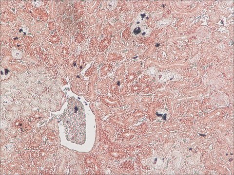 Anti-Podocin, Mouse monoclonal clone PD-65, purified from hybridoma cell culture