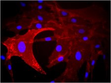 Anti-CD73 Antibody, clone AA60-E3-3 clone AA60-E3-3, from mouse