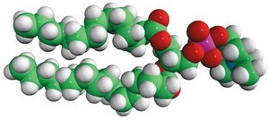 14:0-16:0 PC 1-myristoyl-2-palmitoyl-sn-glycero-3-phosphocholine, chloroform