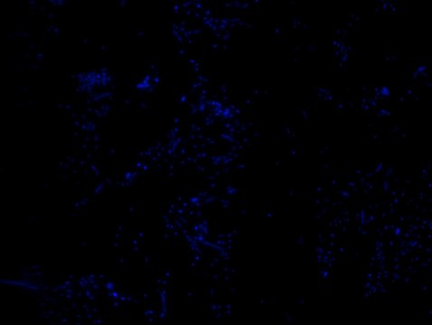 Akkermansia muciniphila FISH probe-ATTO488 Probe for fluorescence in situ hybridization (FISH), 20&#181;M in water