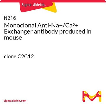 Monoclonal Anti-Na+/Ca2+ Exchanger antibody produced in mouse clone C2C12