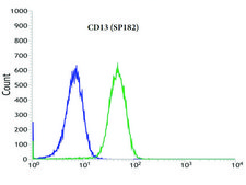 Anti-CD13 antibody, Rabbit monoclonal recombinant, expressed in proprietary host, clone SP182, affinity isolated antibody