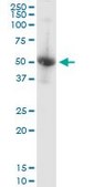 Monoclonal Anti-TARBP2 antibody produced in mouse clone 2H1, purified immunoglobulin, buffered aqueous solution
