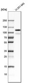 Anti-PTPN12 antibody produced in rabbit Prestige Antibodies&#174; Powered by Atlas Antibodies, affinity isolated antibody, buffered aqueous glycerol solution