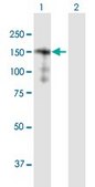 Anti-SORBS2 antibody produced in mouse purified immunoglobulin, buffered aqueous solution