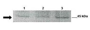 Anti-KCNJ1 antibody produced in rabbit affinity isolated antibody