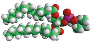 14:0 PC (DMPC) 1,2-dimyristoyl-sn-glycero-3-phosphocholine, powder