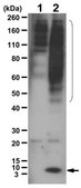 Anti-phospho-Ubiquitin (Ser65) from rabbit, purified by affinity chromatography