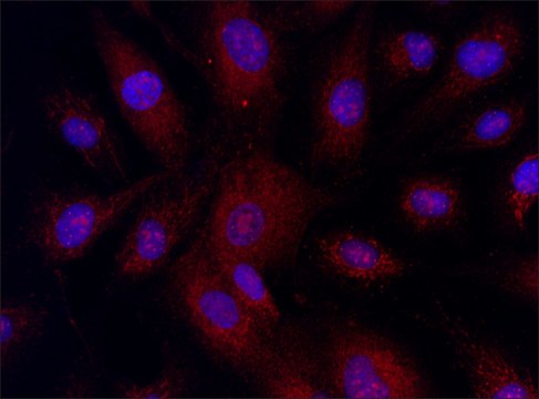 Anti-MLKL (58-70) antibody produced in rabbit IgG fraction of antiserum, buffered aqueous solution