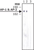 Monoclonal Anti-&#946;1 and &#946;2-Adaptins antibody produced in mouse clone 100/1, ascites fluid