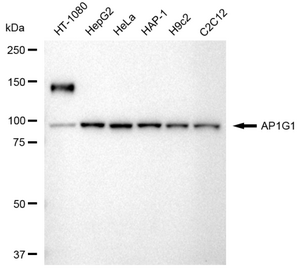 KD-Validated Anti AP1G1 Antibody, clone 23GB3655, Rabbit Monoclonal clone 23GB3655, recombinant rabbit monoclonal, expressed in HEK293 cells