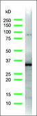 Anti-SOX-2 antibody, Rabbit monoclonal recombinant, expressed in proprietary host, clone SP76, affinity isolated antibody
