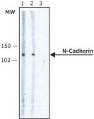 Anti-N-Cadherin antibody, Mouse monoclonal clone GC-4, purified from hybridoma cell culture