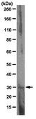 Anti-HMGB1 Antibody, clone HMG1-5H6 clone HMG1-5H6, from hamster